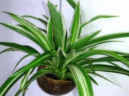 How to Propagate a Spider Plant how to propagate a spider plant