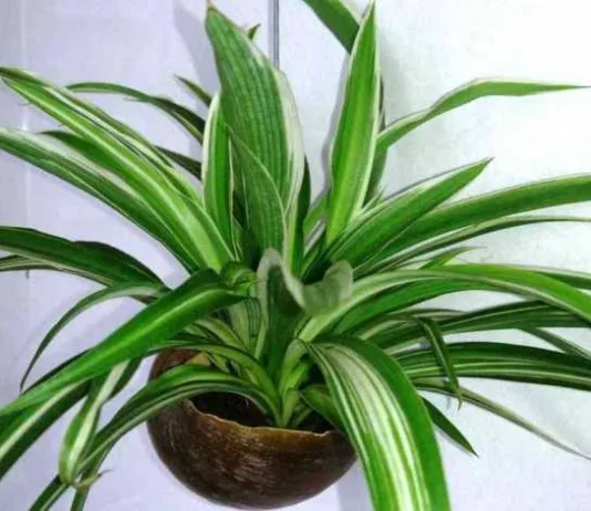 How to Propagate a Spider Plant how to propagate a spider plant