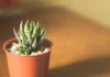 How to take Care of a Cactus