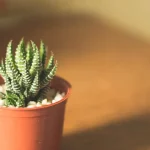 How to take Care of a Cactus