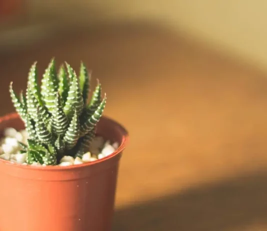How to take Care of a Cactus
