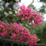 How to Trim Crepe Myrtle how to trim crepe myrtle