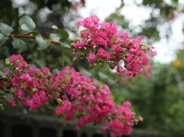 How to Trim Crepe Myrtle how to trim crepe myrtle