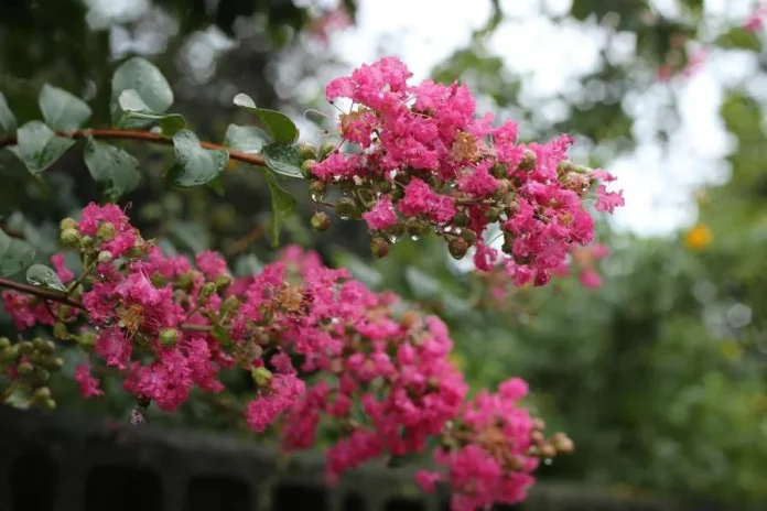 how to trim crepe myrtle