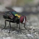 Why are there so many Flies in my House all of a Sudden why are there so many flies in my house all of a sudden