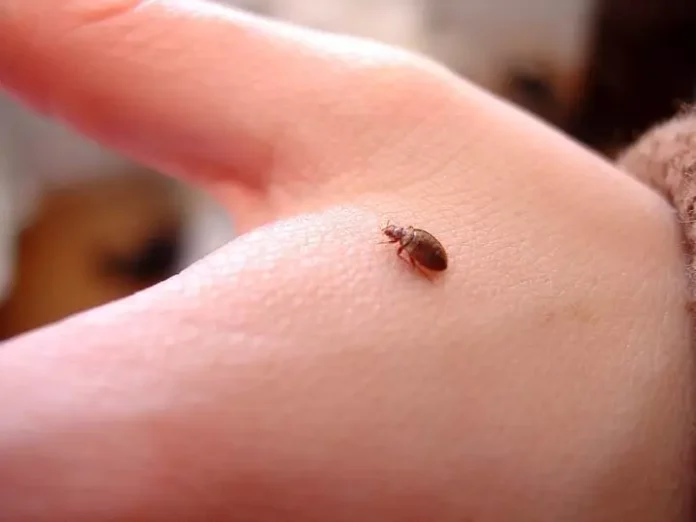 home remedies for bed bugs with vinegar