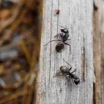 How to Get Rid of Carpenter Ants Naturally how to get rid of carpenter ants naturally