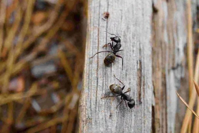 how to get rid of carpenter ants naturally