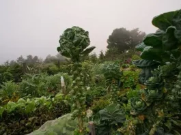 How to Plant and Grow Brussel Sprouts how to plant and grow brussel sprouts