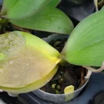 Why Are My Orchid Leaves Turning Yellow? why are my orchid leaves turning yellow