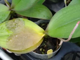 Why Are My Orchid Leaves Turning Yellow? why are my orchid leaves turning yellow