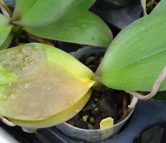 Why Are My Orchid Leaves Turning Yellow? why are my orchid leaves turning yellow