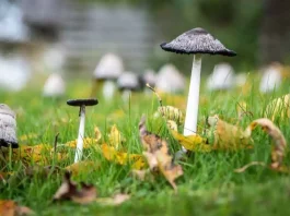 Why Do Mushrooms Grow in my Lawn? why do mushrooms grow in my lawn