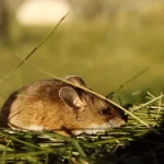 How to Get Rid of Mice Naturally how to get rid of mice naturally with home remedies
