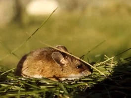 How to Get Rid of Mice Naturally how to get rid of mice naturally with home remedies