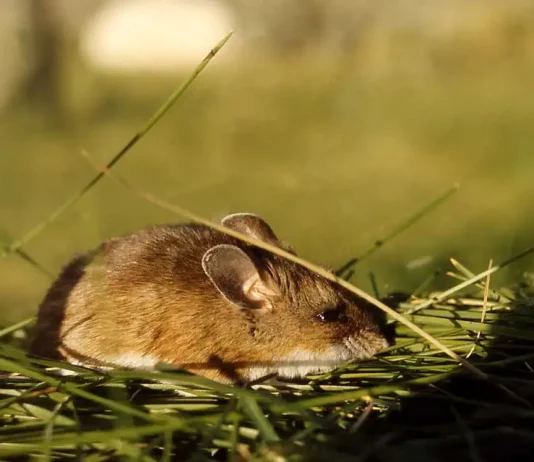 How to Get Rid of Mice Naturally how to get rid of mice naturally with home remedies