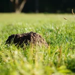 How to Get Rid of Ground Moles
