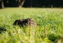 How to Get Rid of Ground Moles
