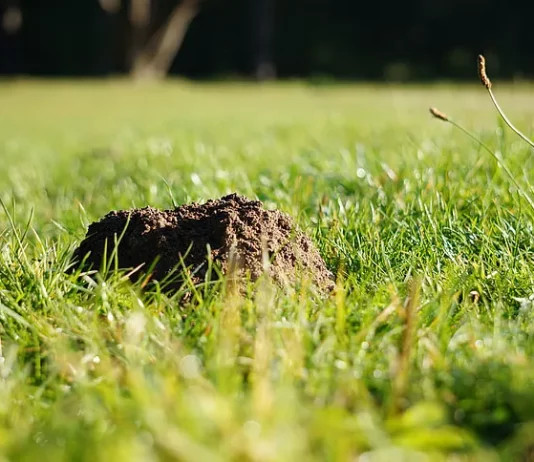 How to Get Rid of Ground Moles