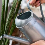 How to Get Rid of Gnats in Plants Naturally how to get rid of gnats in plants naturally