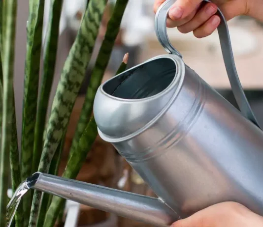 How to Get Rid of Gnats in Plants Naturally how to get rid of gnats in plants naturally
