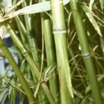 How to Grow Bamboo from Cuttings? how to grow bamboo from cuttings
