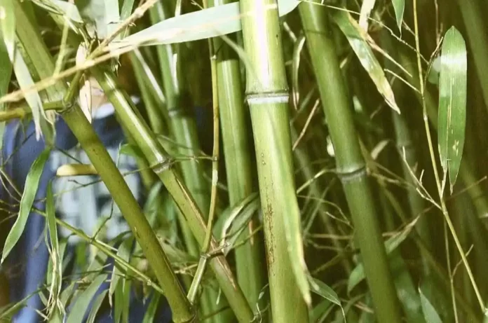 how to grow bamboo from cuttings