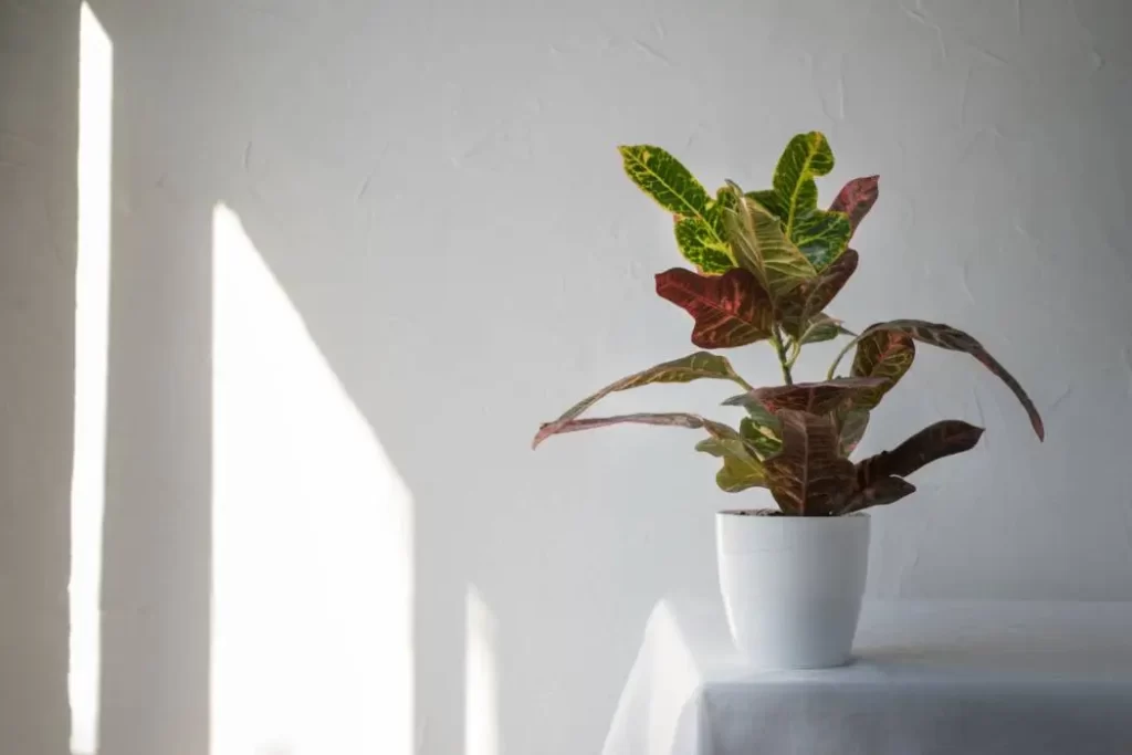 Can Pothos grow in low light