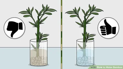 how to grow and propagate bamboo inw ater
