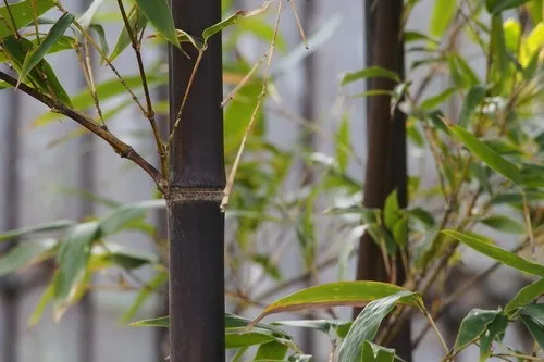 how to propagate bamboo plant